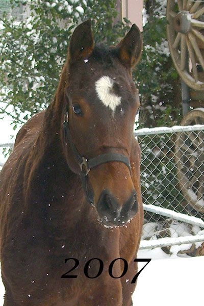 Freiberger Pferd, FM Stute Luna, cheval Franches Montagnes, jument FM Luna