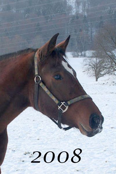Freiberger Pferd, FM Stute Luna, cheval Franches Montagnes, jument FM Luna