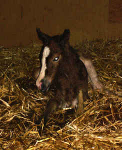 Queshya im Heu neugeborenes Freiberger Fohlen im Stroh, pouliche FM