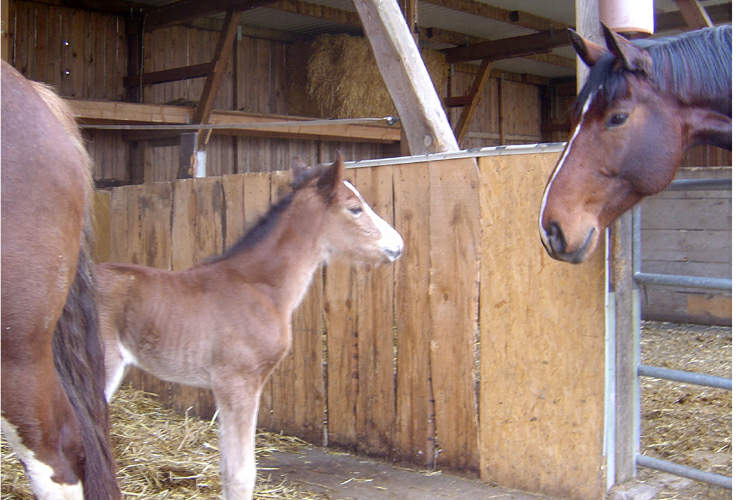 Freiberger Fohlen Queshya von Quinto Freiberger Fohlen Queshya und Wallach Rising Sun stellen sich vor