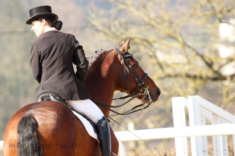Freibergerhengst Henrique an der Hengstschau in Eiken 2014