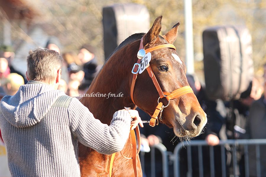 FM Hengst Hitch, étalon FM Hitch