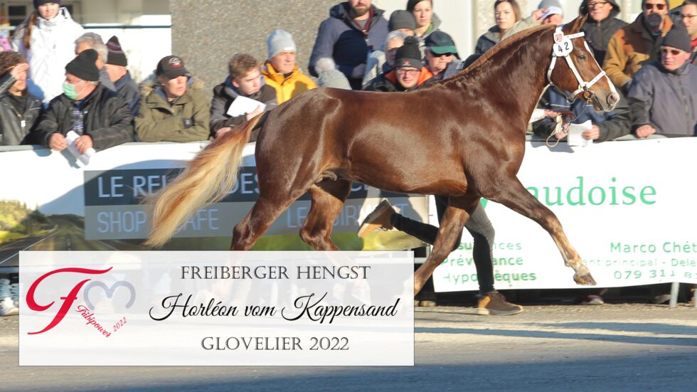 FM Hengst Horléon vom Kappensand