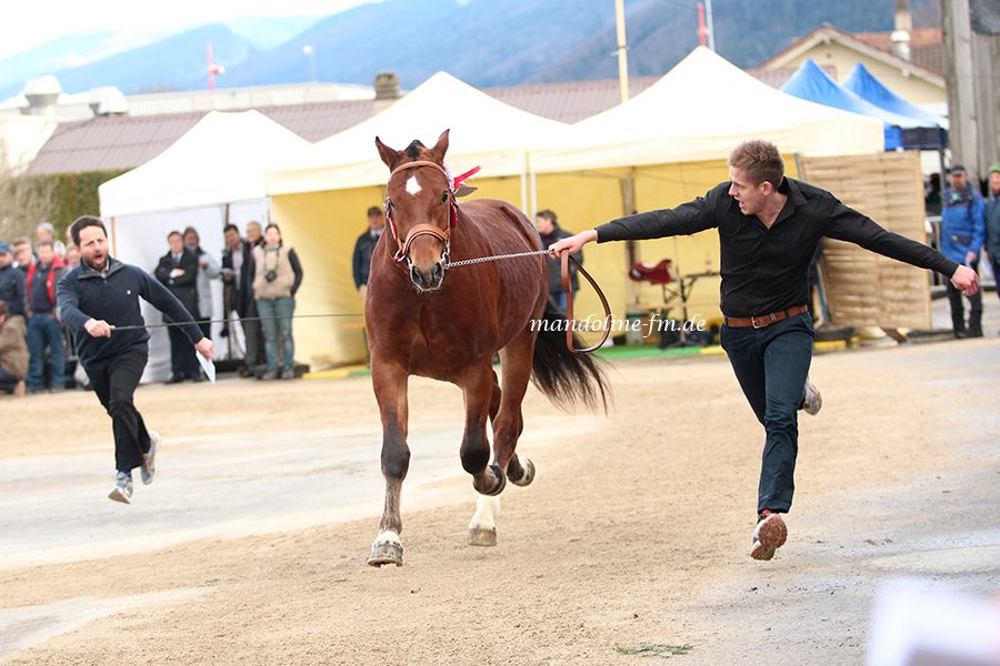 FM Hengst Horlando, étalon FM Horlando